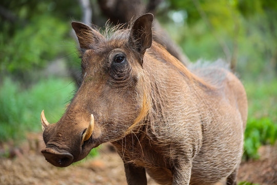 Wild  Warthog in a South African game reserve