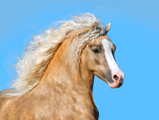 palomino welsh pony with long mane portrait closeup - 202482132