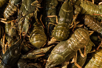 Raw crayfish with beer on wooden background