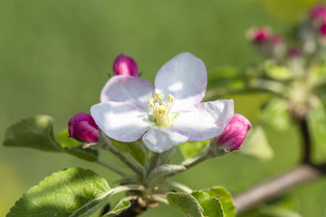Obraz premium White flowers of the apple blossoms on a spring day. Flowering fruit tree in Ukraine
