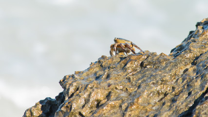 Crab up on rock