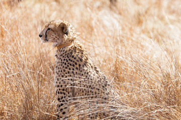 African Cheetah sitting in long grass