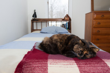 A black and brown cat curled up on a plaid blanket an the end of a bed. 