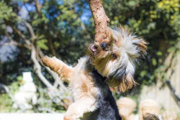 Fototapeten Yorshire Terrier puppy playing in a garden with wooden stick in Hout Bay, Cape Town. © Global News Art
