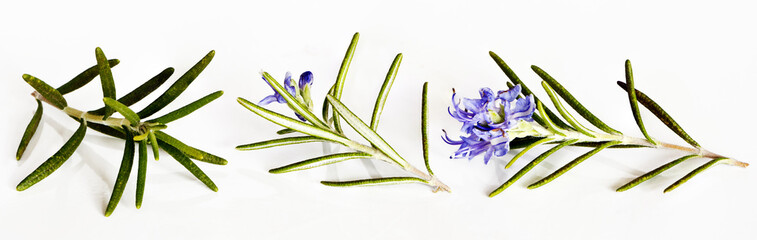 Fototapeta premium Rosemary twigs