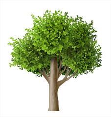 Fototapeta na wymiar Realistic vector tree with leaves. Plant with green foliage. Forest nature and ecology