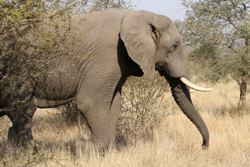 Adult African Elephant on Safari in South African game reserve