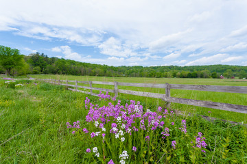 Fototapeta na wymiar Purple and white phlox flowers blooming in front of fenced in pasture with old schoolhouse in background. This is part of Hale Farm and Village in Cuyahoga Valley National Park.