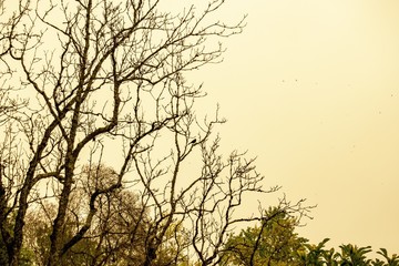 Trees and Sky