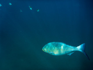 Puerto Vallarta Scuba and Snorkel