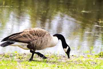 Large black neck goose in wetlands by water eating.