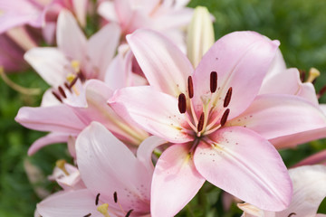 Large, beautiful, and pink lily blooming in spring.