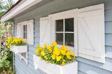 Yellow pansies growing in a white window box on a blue gardening shed with white shutters.