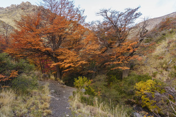 Fototapeta na wymiar Autumn postcard from Patagonia