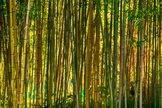 Background image of bamboo grove in sunny day closeup
