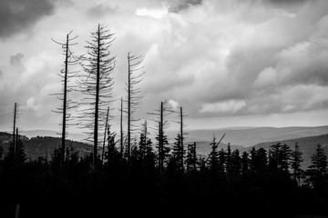 Silhouetted Trees at Snowshoe Mountain Resort