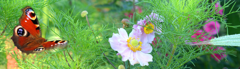 Schmetterling 475 © K.-U. Häßler