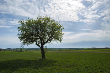 Big tree on a green field