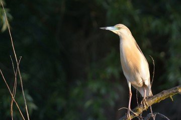 Squacco Heron (Ardeola ralloides)