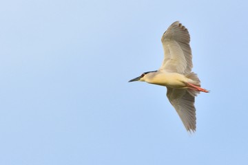 Black Crowned Night Heron (Nycticorax nycticorax)