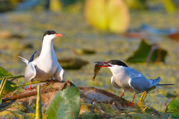 Common tern (Sterna hirundo)