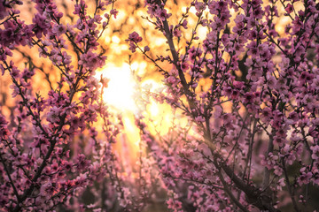 Flowering branches of a peach tree with pink flowers at sunset.
