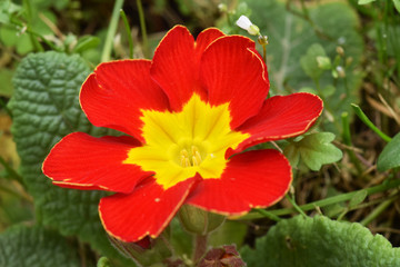Fototapeta premium Primroses bloom in the first warm days of spring 040