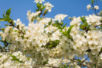 Beautiful blooming cherry flowers and blue sky.