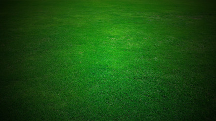 Green grass texture background.