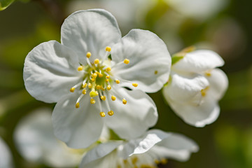 Naklejka na ściany i meble Spring blossom of a plum tree - closeup of filaments and pistil