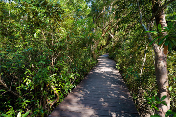 Krabi Tha Pom mangrove reserve