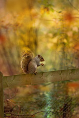 Grey squirrel eating nuts, nature background