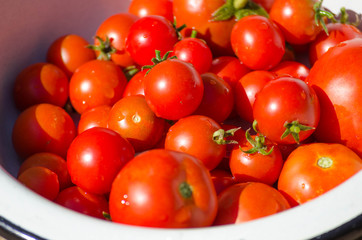 Ripe organic tomato  grown in the garden