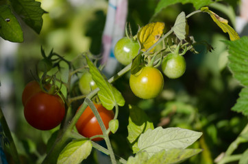 Ripe organic tomato  grown in the garden