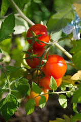 Ripe organic tomato  grown in the garden
