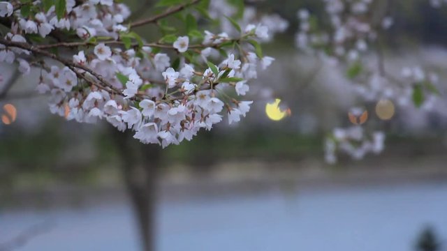 角館　武家屋敷　夜桜　ライトアップ　夕方