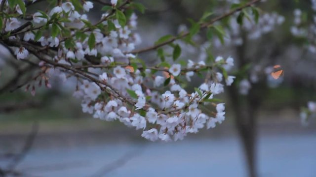 角館　武家屋敷　夜桜　ライトアップ　夕方