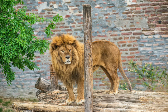 A lion in captivity