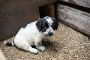 Naklejka na ściany i meble Cute Little puppy in a wooden box is asking to be adopted with hope. Homeless dog