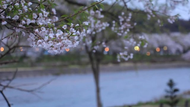 角館　武家屋敷　夜桜　ライトアップ　夕方