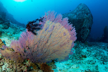Fototapeta na wymiar A underwater shipwreck on a tropical coral reef