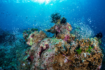 Naklejka na ściany i meble Tropical fish on a coral reef