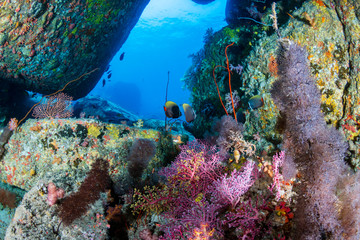 Small underwater cave on a tropical coral reef