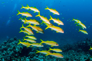 Fototapeta na wymiar Colorful school of snapper on a tropical coral reef