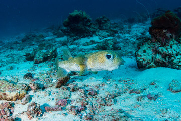 Naklejka na ściany i meble Pufferfish on a coral reef