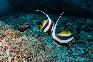 Fototapeta na wymiar Pair of colorful Bannerfish on a coral reef