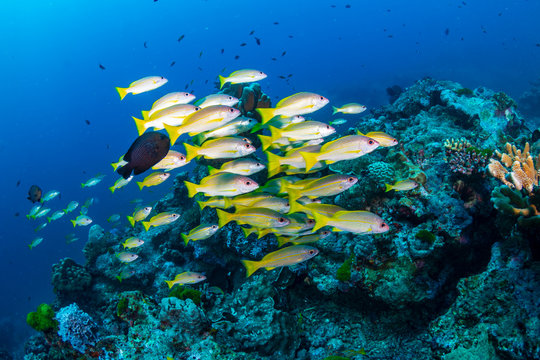 Colorful school of snapper on a tropical coral reef
