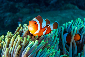 Colorful Clownfish hiding in their host anemone on a tropical coral reef - obrazy, fototapety, plakaty