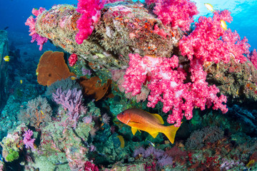 Fototapeta na wymiar Colorful tropical fish on a healthy , thriving tropical coral reef