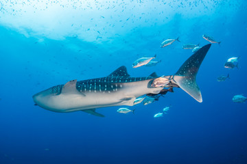 A large Whale Shark with accompanying Cobia and Remora swim over a tropical coral reef